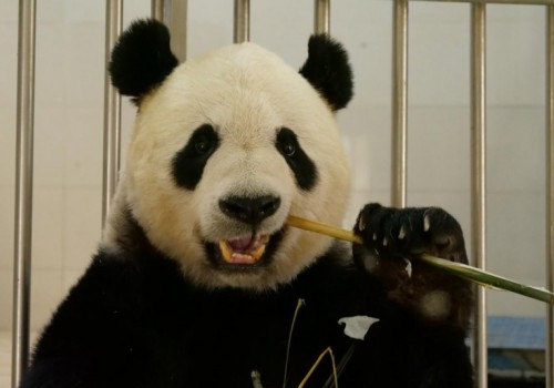 守护大熊猫，博斯绅威以初心赴使命，以坚守赴时光